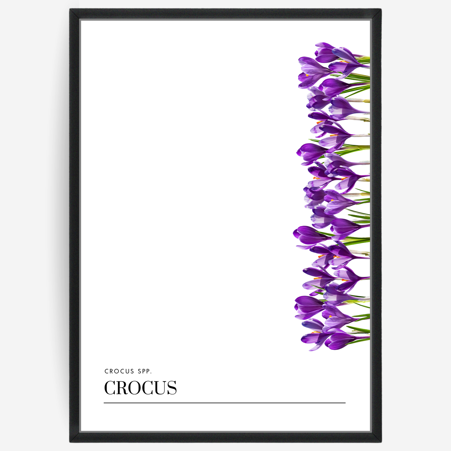 Crocus