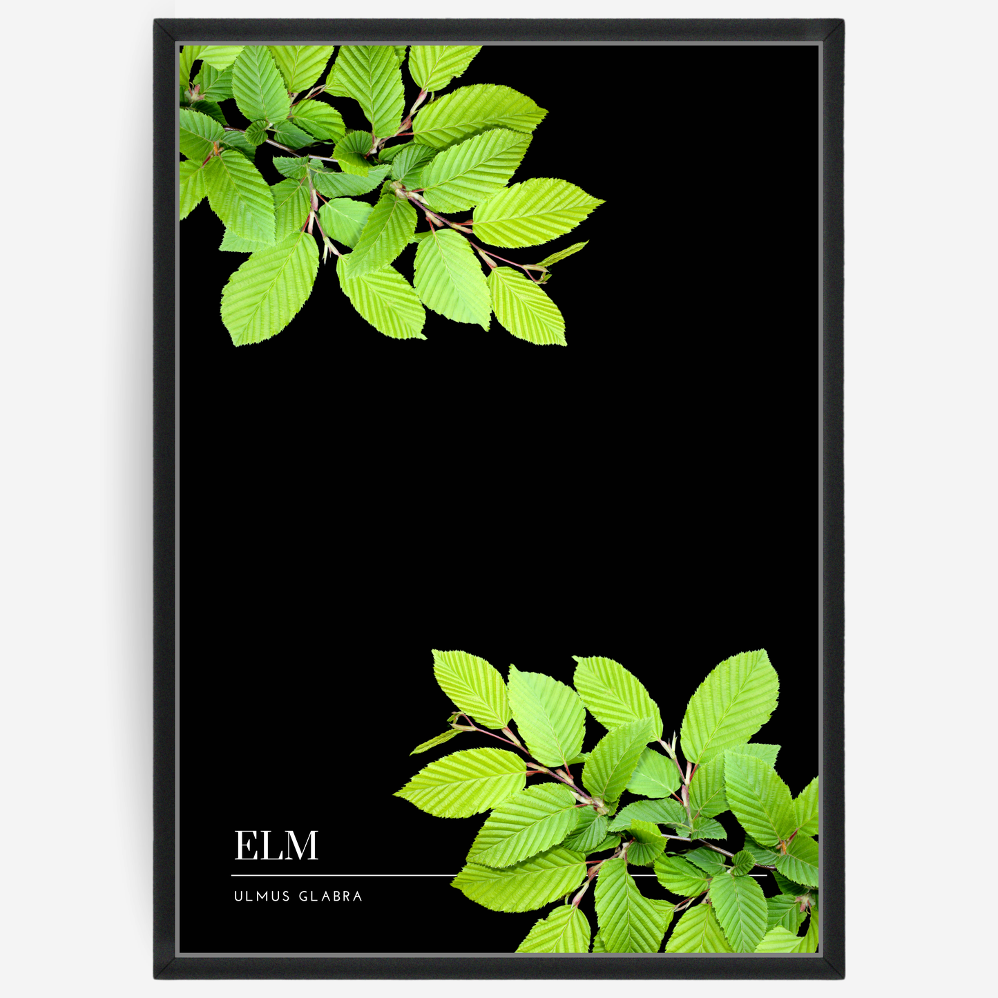Elm
