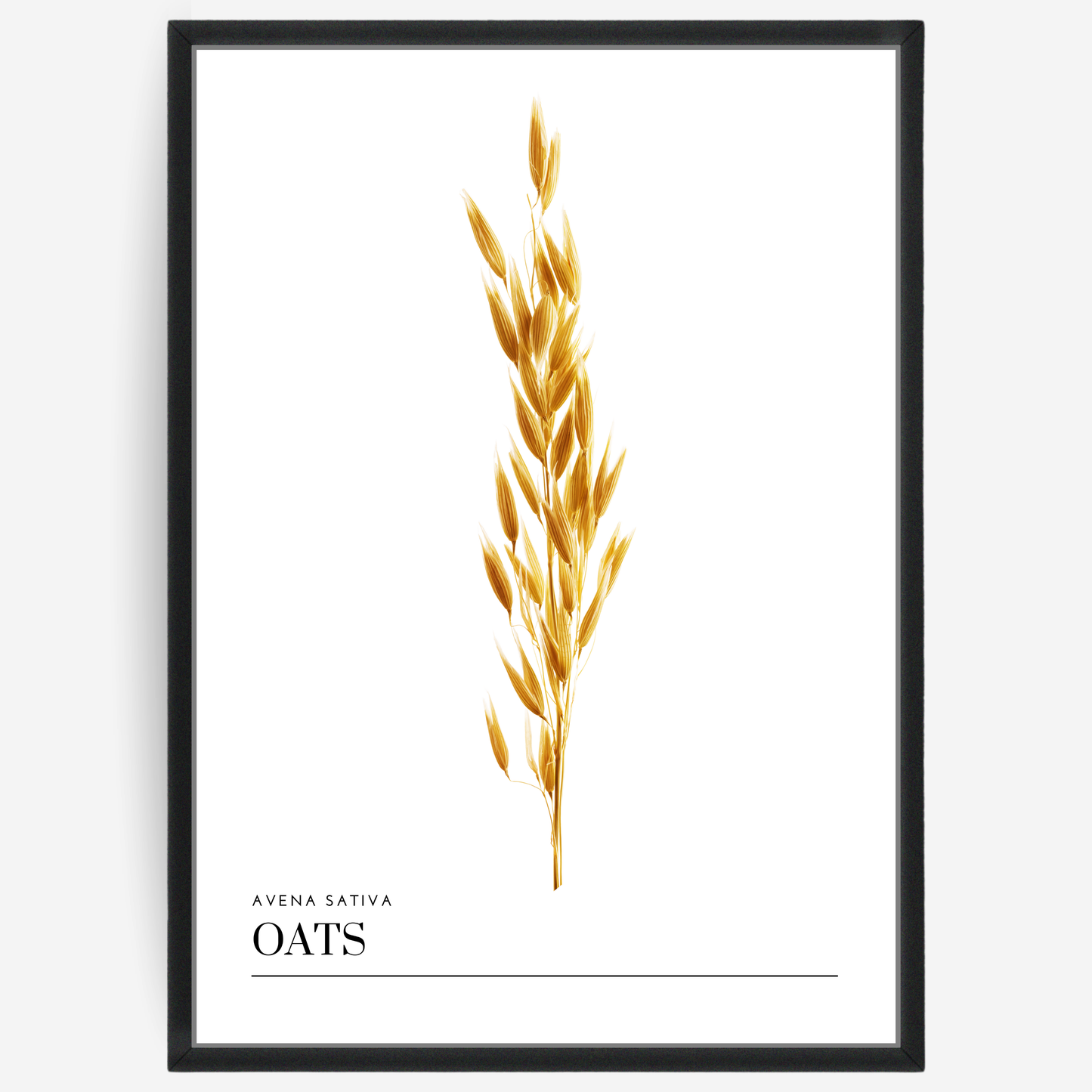 Oats