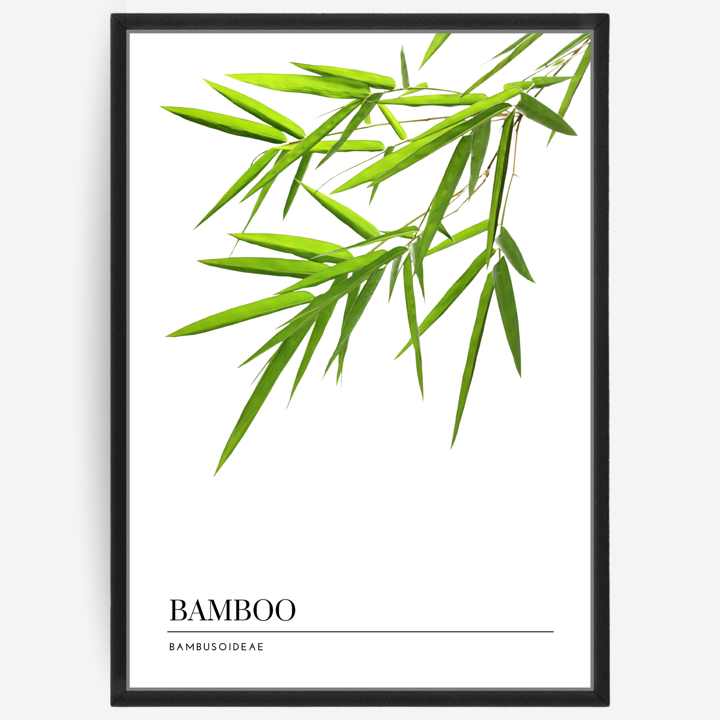 Botanical poster featuring a bamboo branch with green leafs on a white background with a grey passepartout and text elements showing the English and Latin plant name.