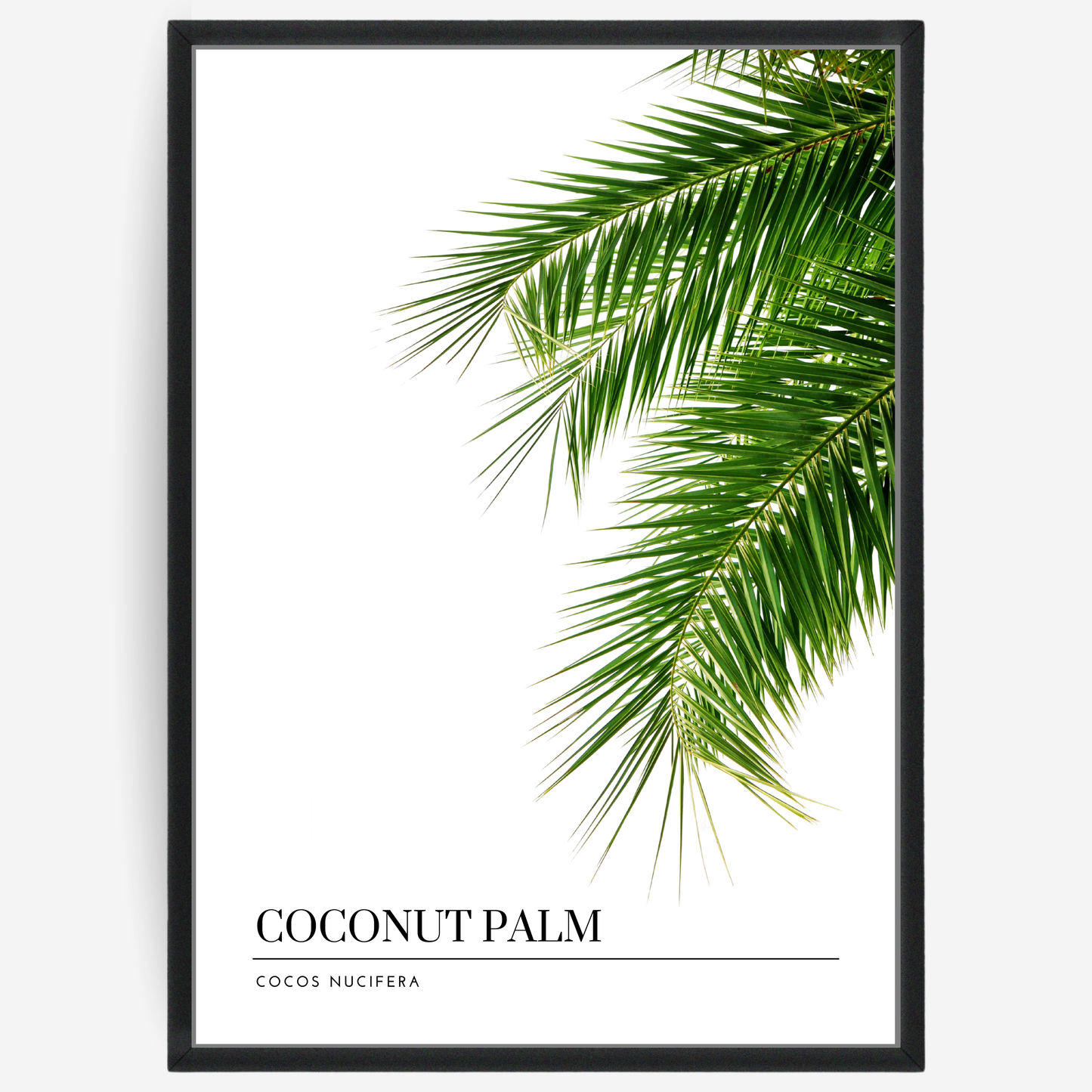 Botanical poster featuring a coconut palm branch on a white background with a grey passepartout and text elements showing the English and Latin plant name.