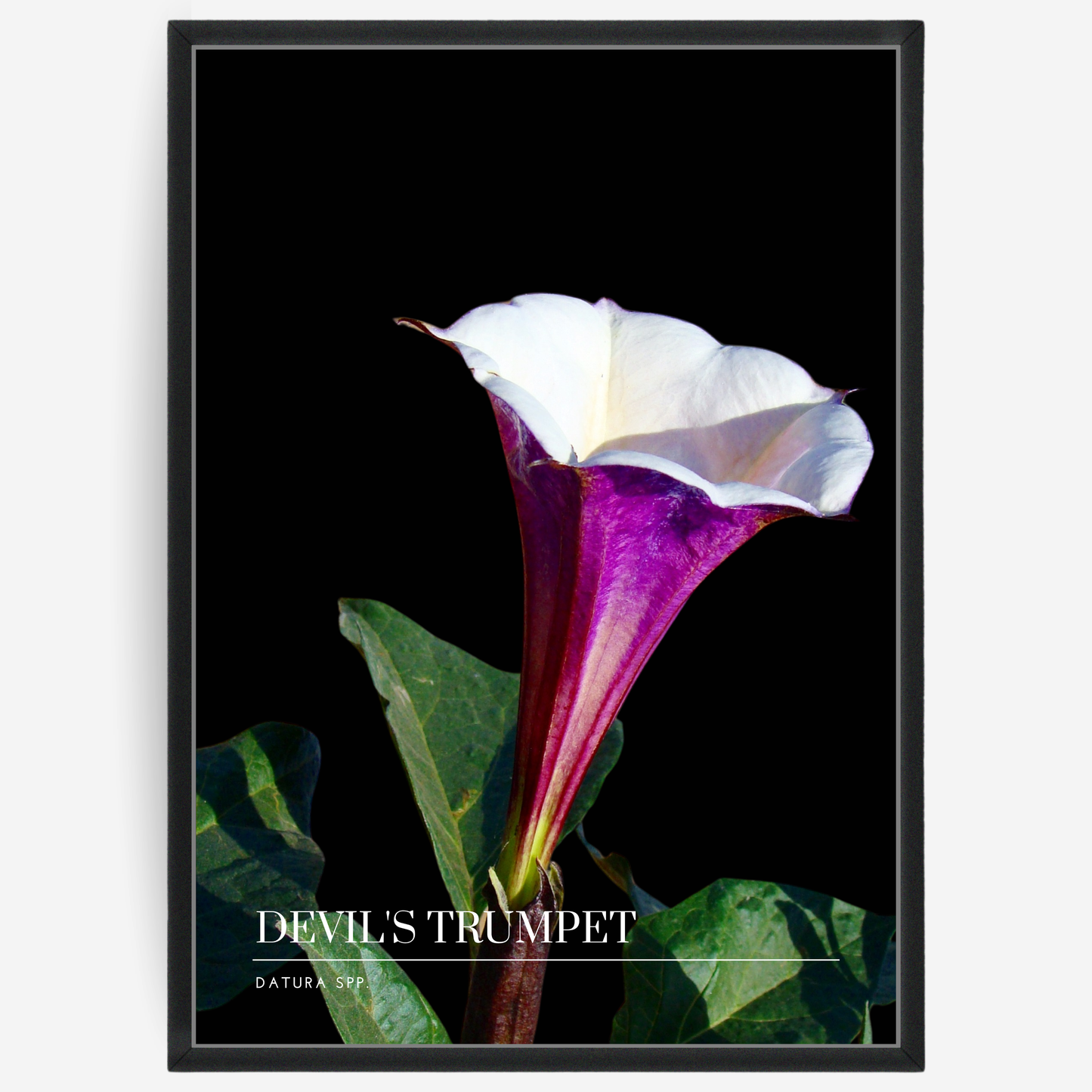 Botanical poster featuring a devils trumpet flower on a black background with a grey passepartout and text elements showing the English and Latin plant name.