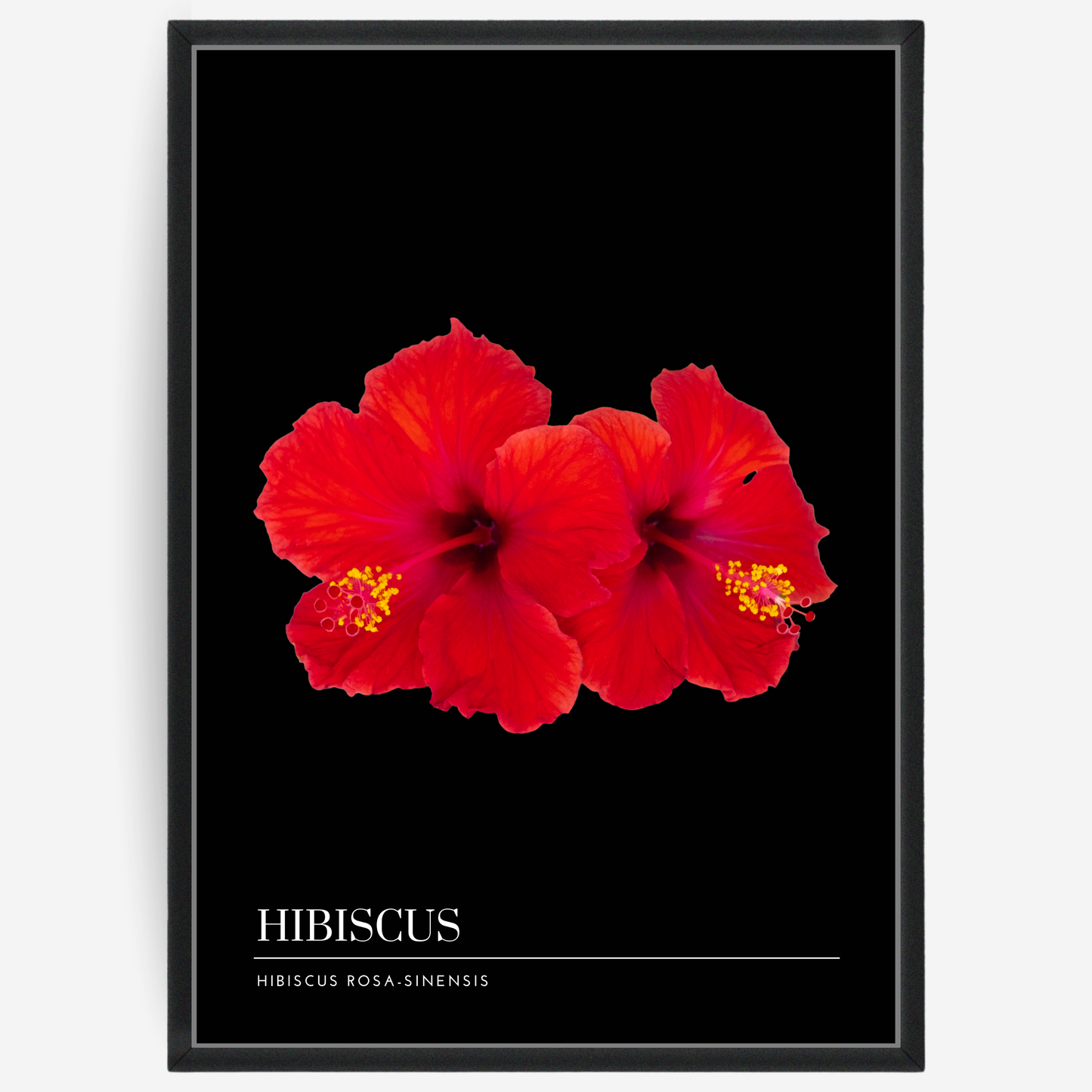 Botanical poster featuring two red hibiscus flowers on a black background with a grey passepartout and text elements showing the English and Latin plant name.