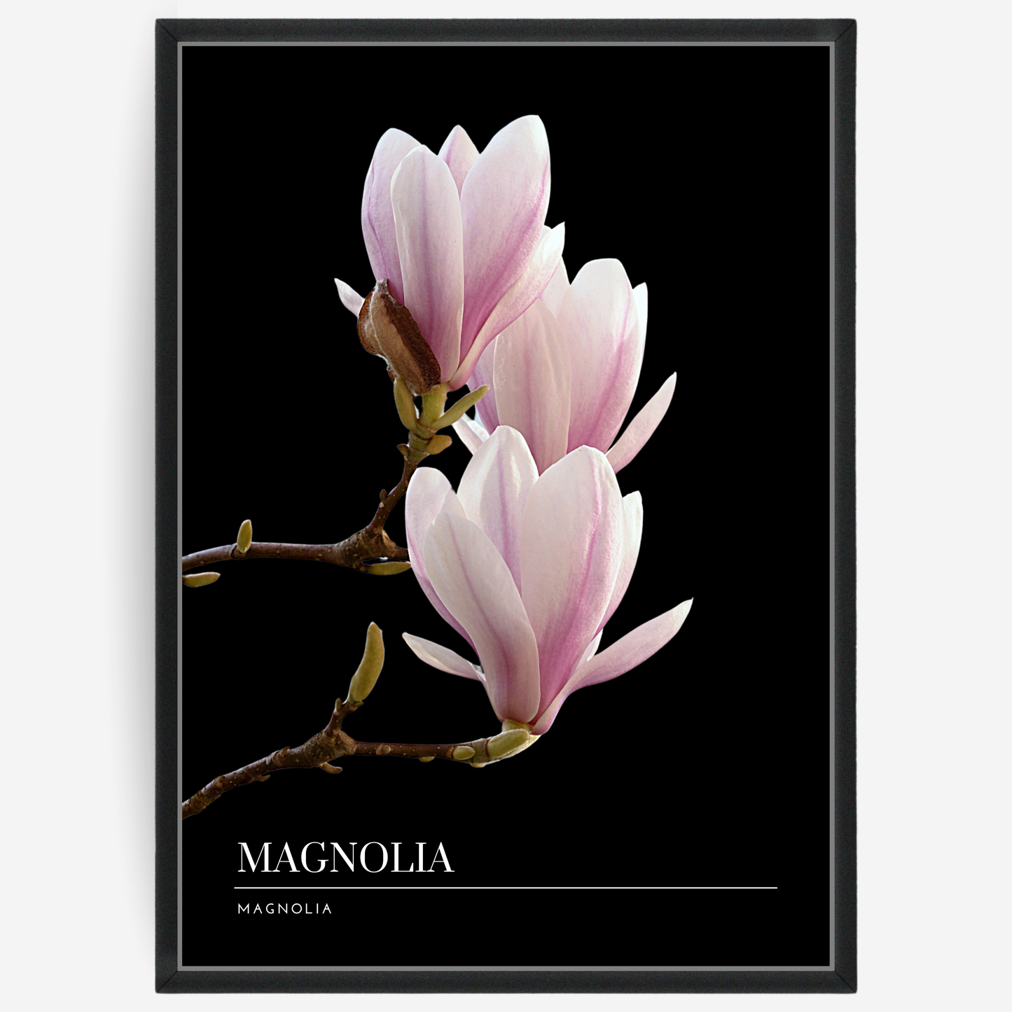 Botanical poster featuring magnolia flowers on a black background with a grey passepartout and text elements showing the English and Latin plant name.
