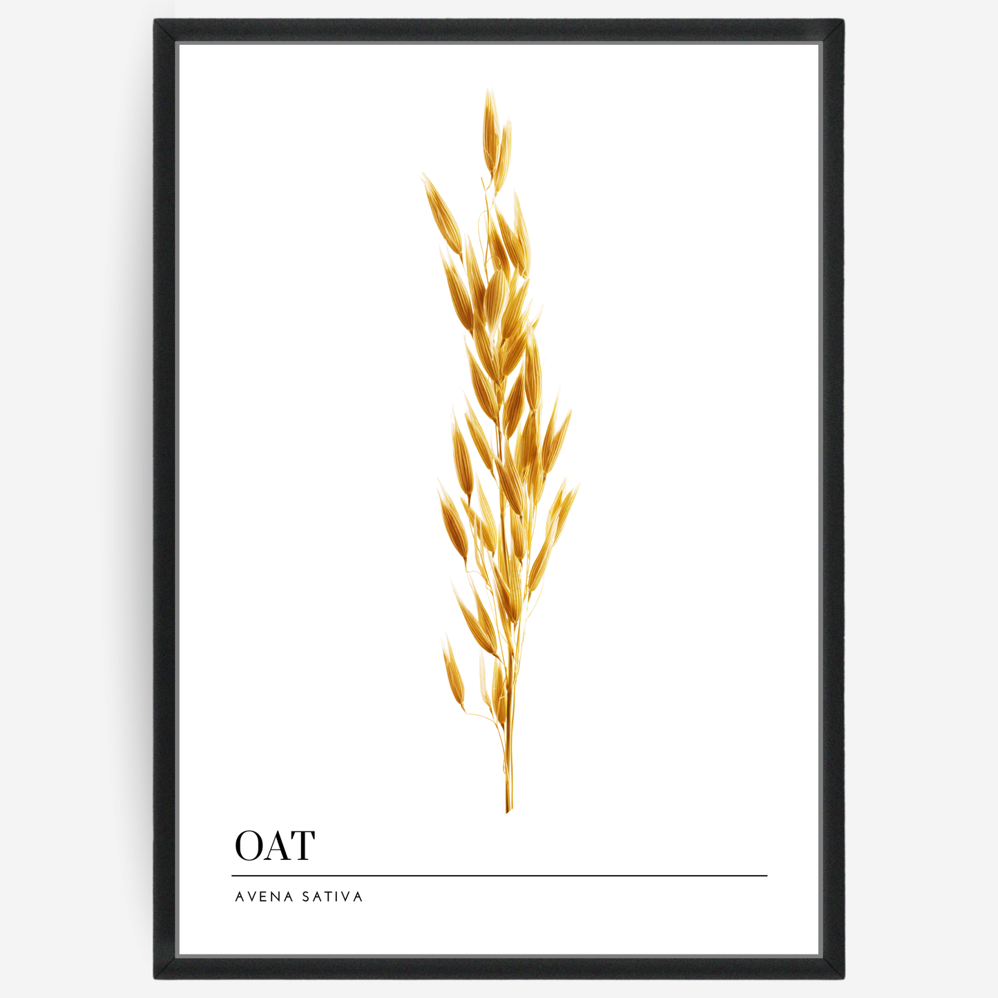 Oat