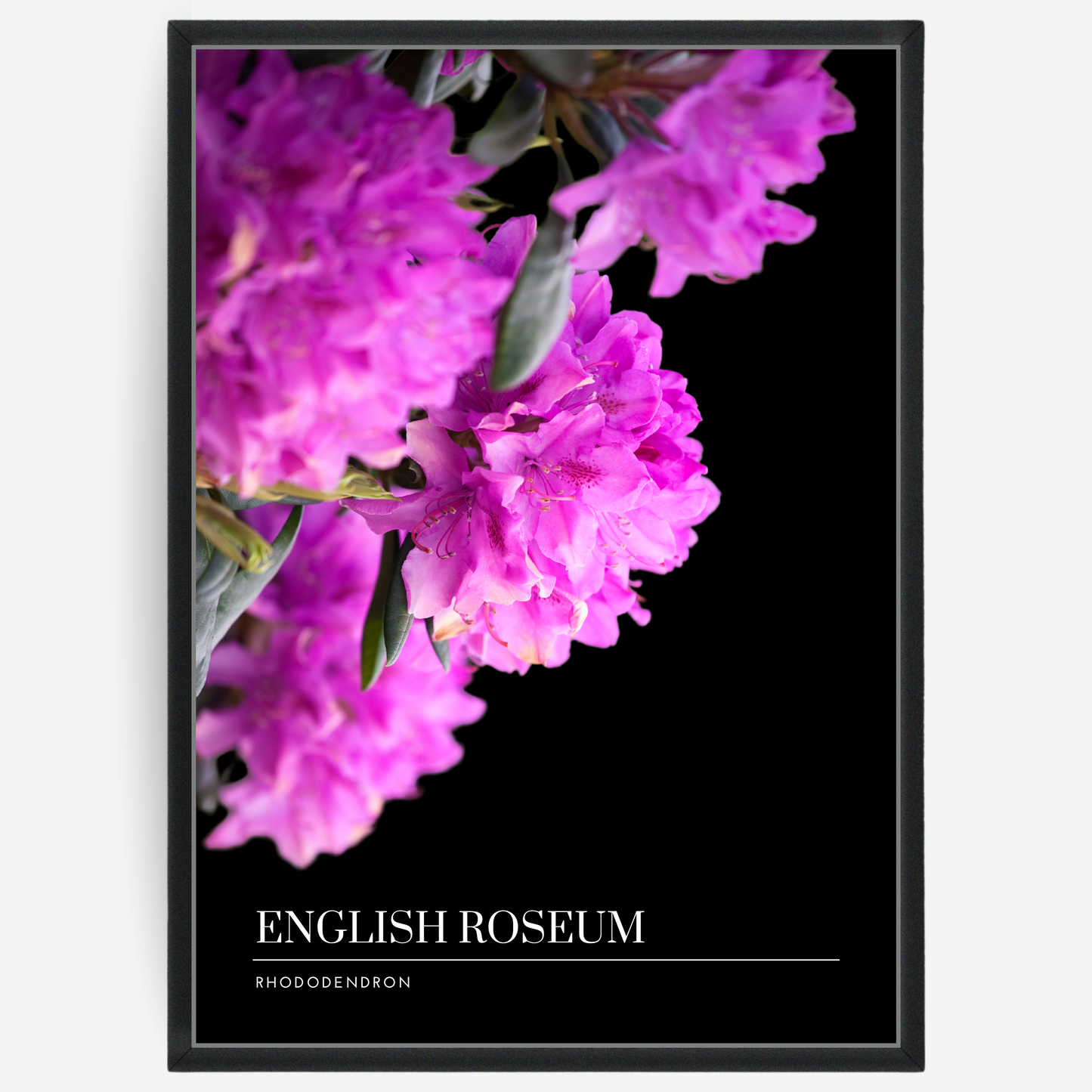 Botanical poster featuring rhododenron on a black background with a grey passepartout and text elements showing the English and Latin plant name.