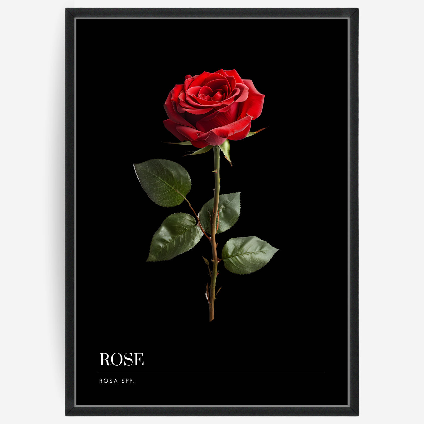 Botanical poster featuring a red rose on a black background with a grey passepartout and text elements showing the English and Latin plant name.