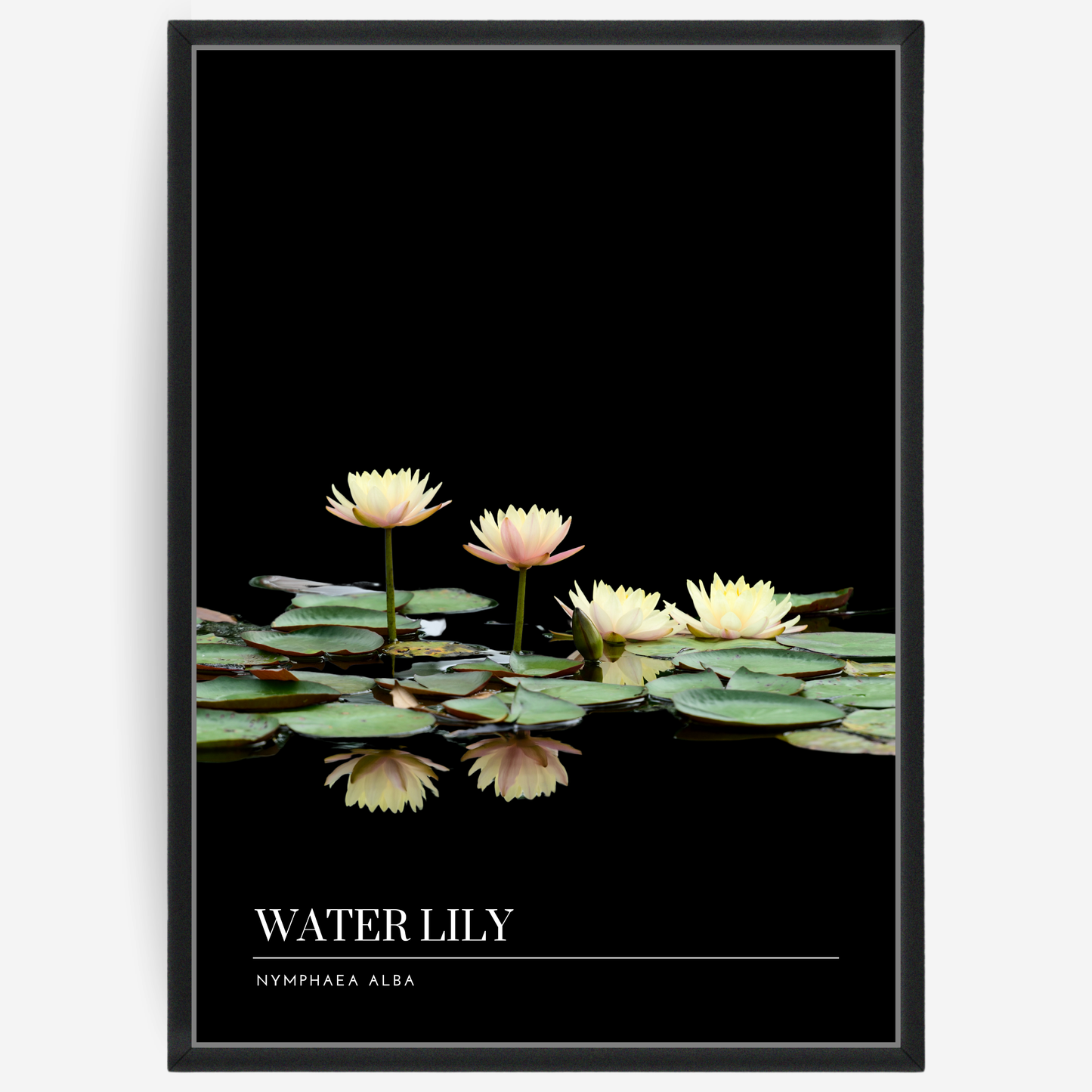 Botanical poster featuring water lilies on a black background with a grey passepartout and text elements showing the English and Latin plant name.