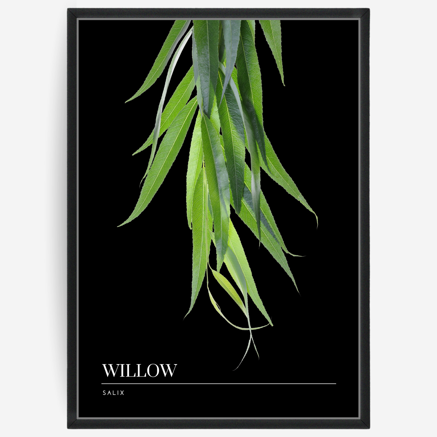 Botanical poster featuring willow leaves on a black background with a grey passepartout and text elements showing the English and Latin plant name.