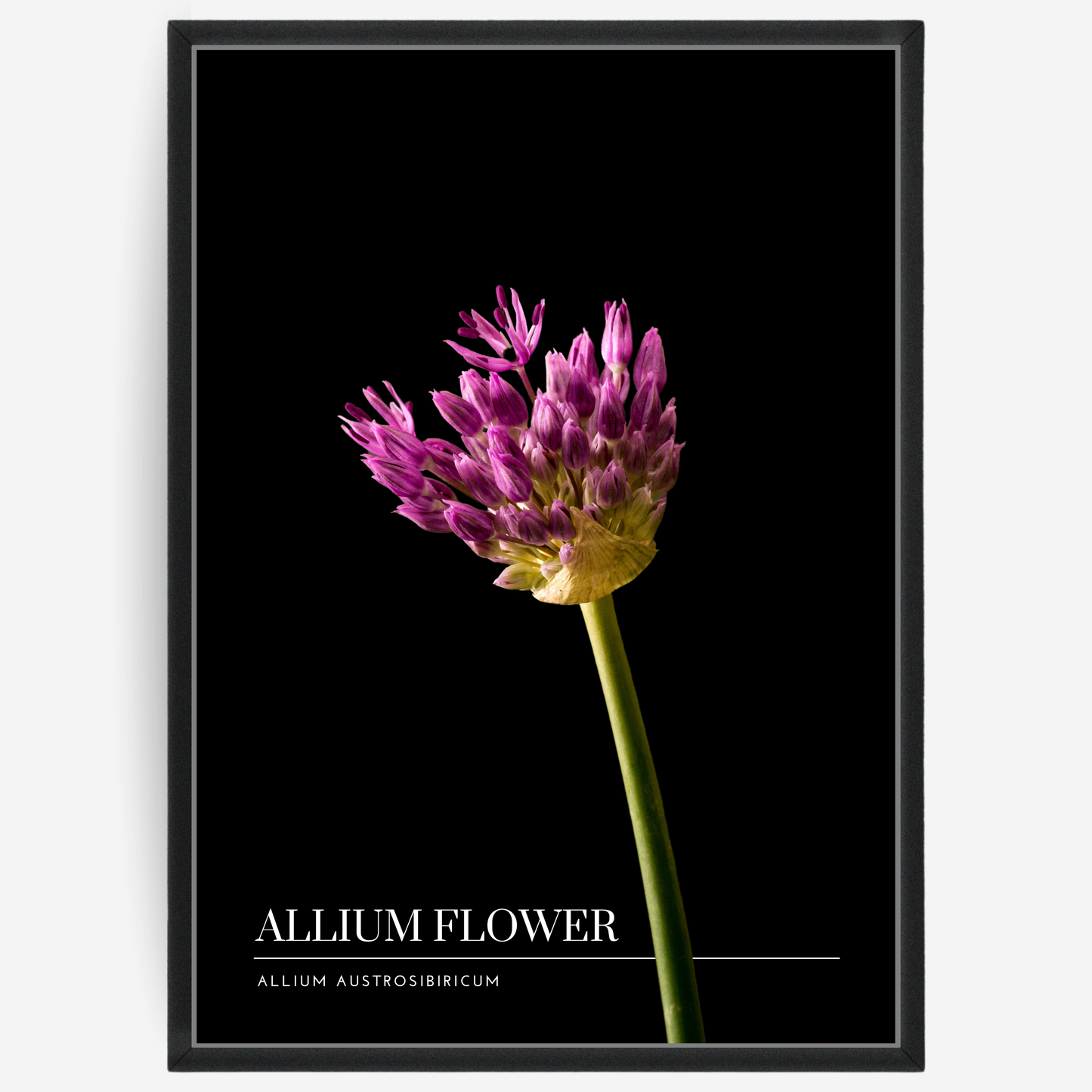 Botanical poster featuring a pink allium flower on a black background with a grey passepartout and text elements showing the English and Latin plant name.