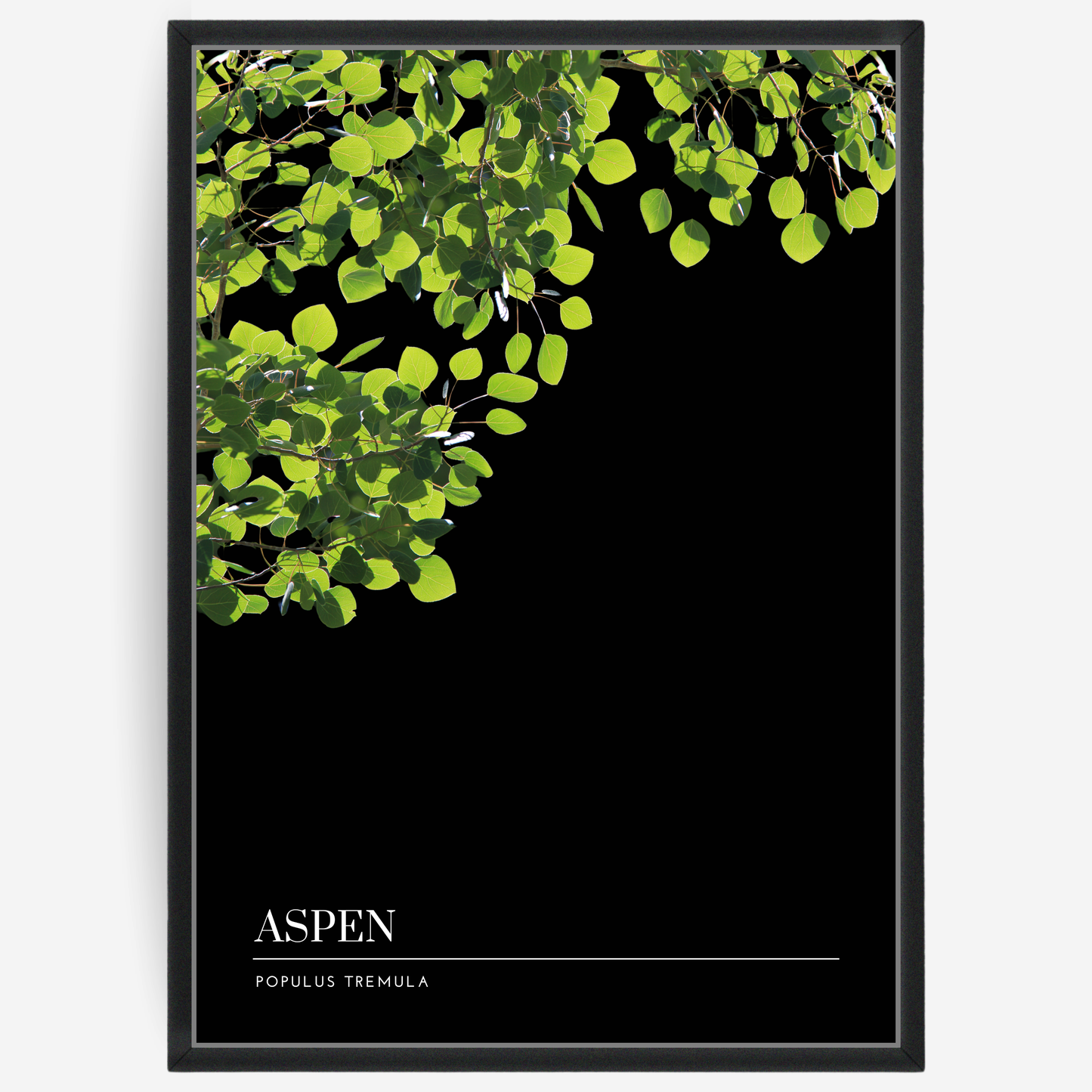 Botanical poster featuring aspen branches on a black background with a grey passepartout and text elements showing the English and Latin plant name.