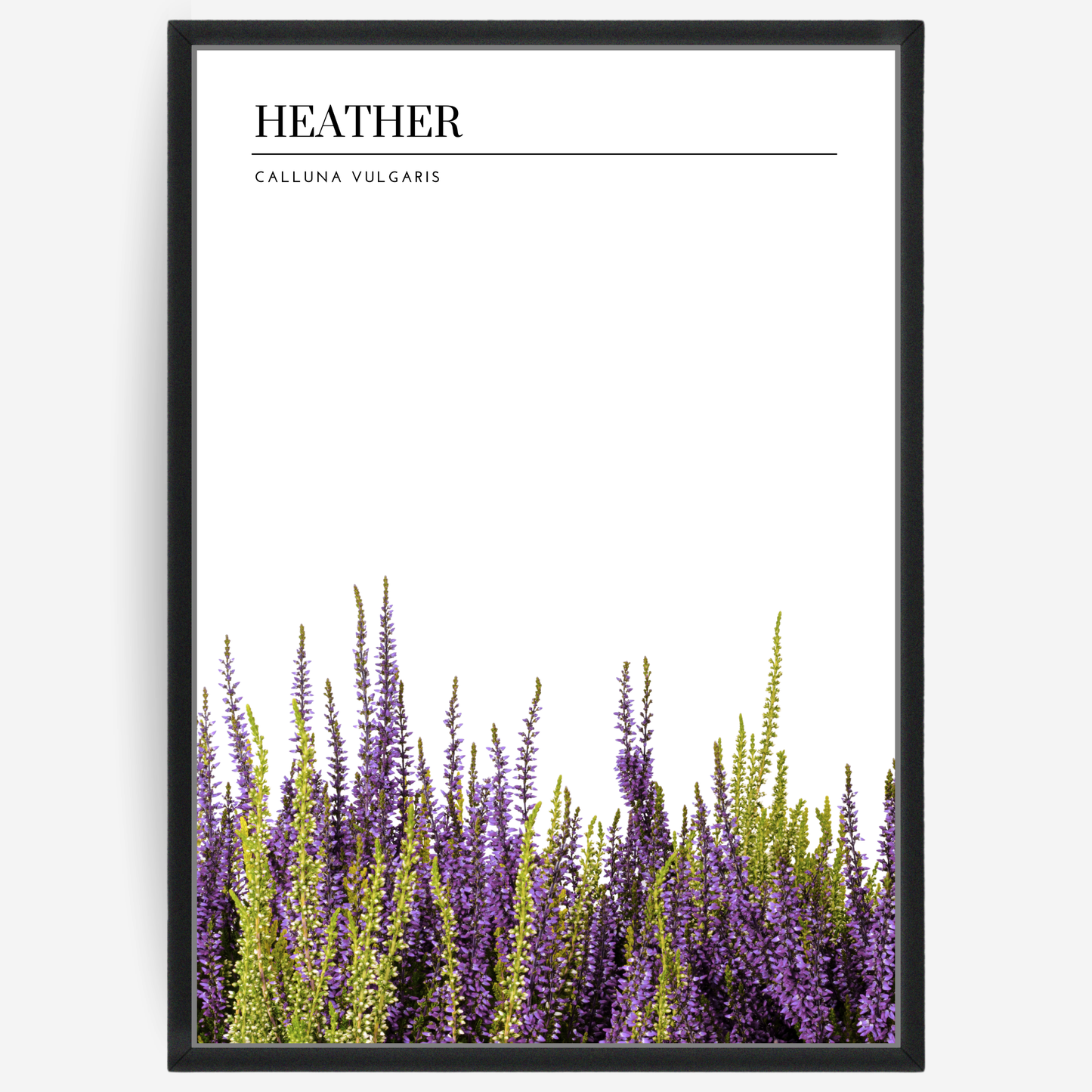 Botanical poster featuring heather bushes on a white background with a grey passepartout and text elements showing the English and Latin plant name.