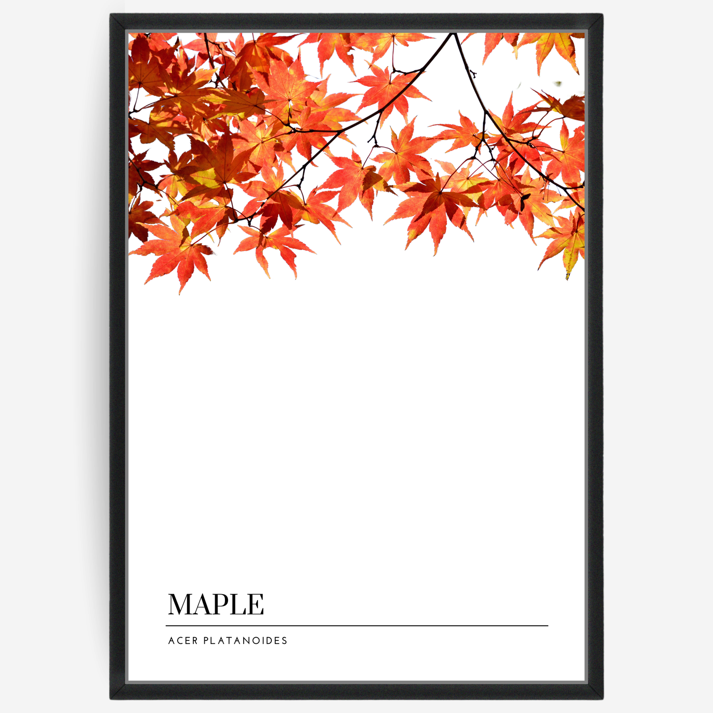 Botanical poster featuring maple tree branches on a white background with a grey passepartout and text elements showing the English and Latin plant name.