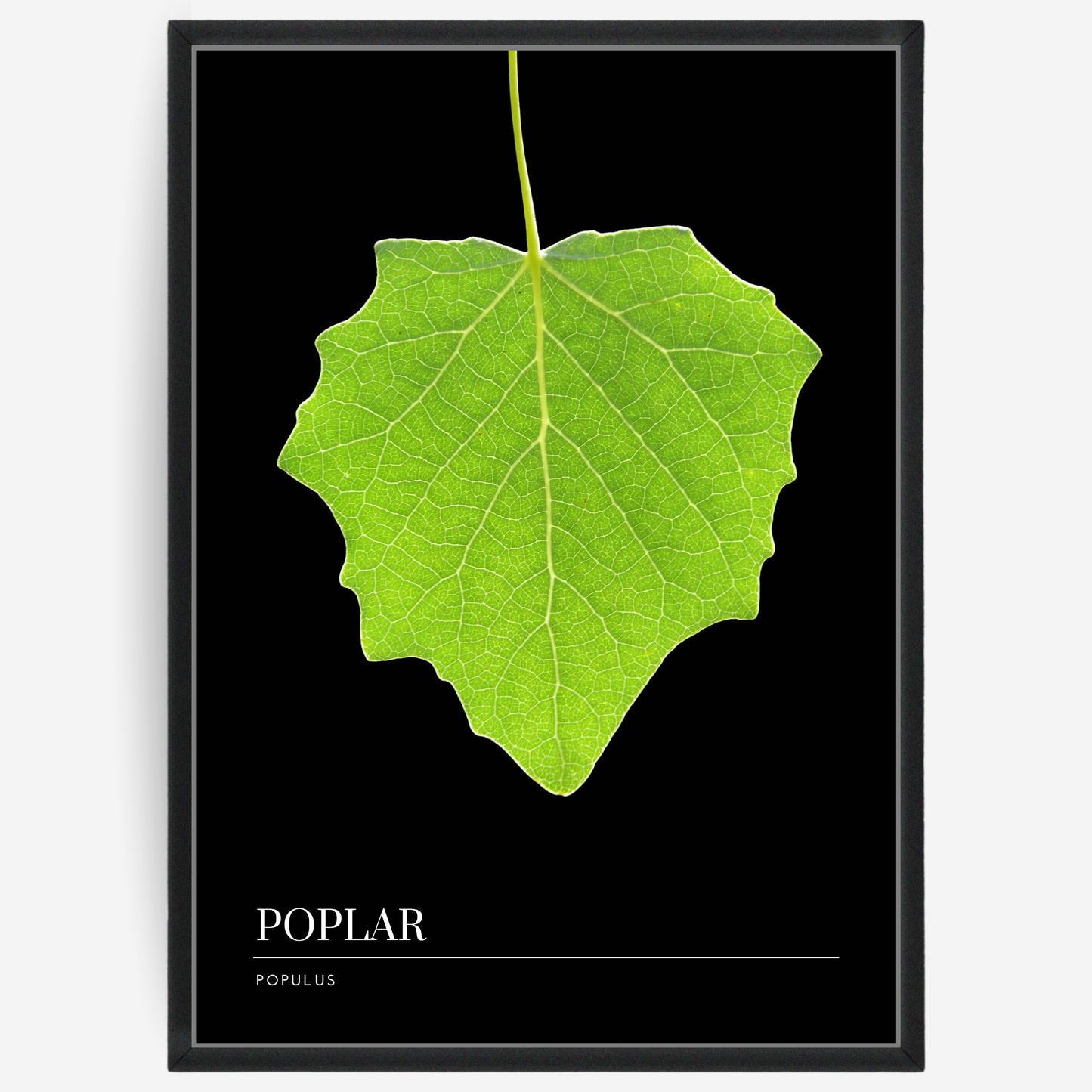 Botanical poster featuring a poplar leaf on a black background with a grey passepartout and text elements showing the English and Latin plant name.