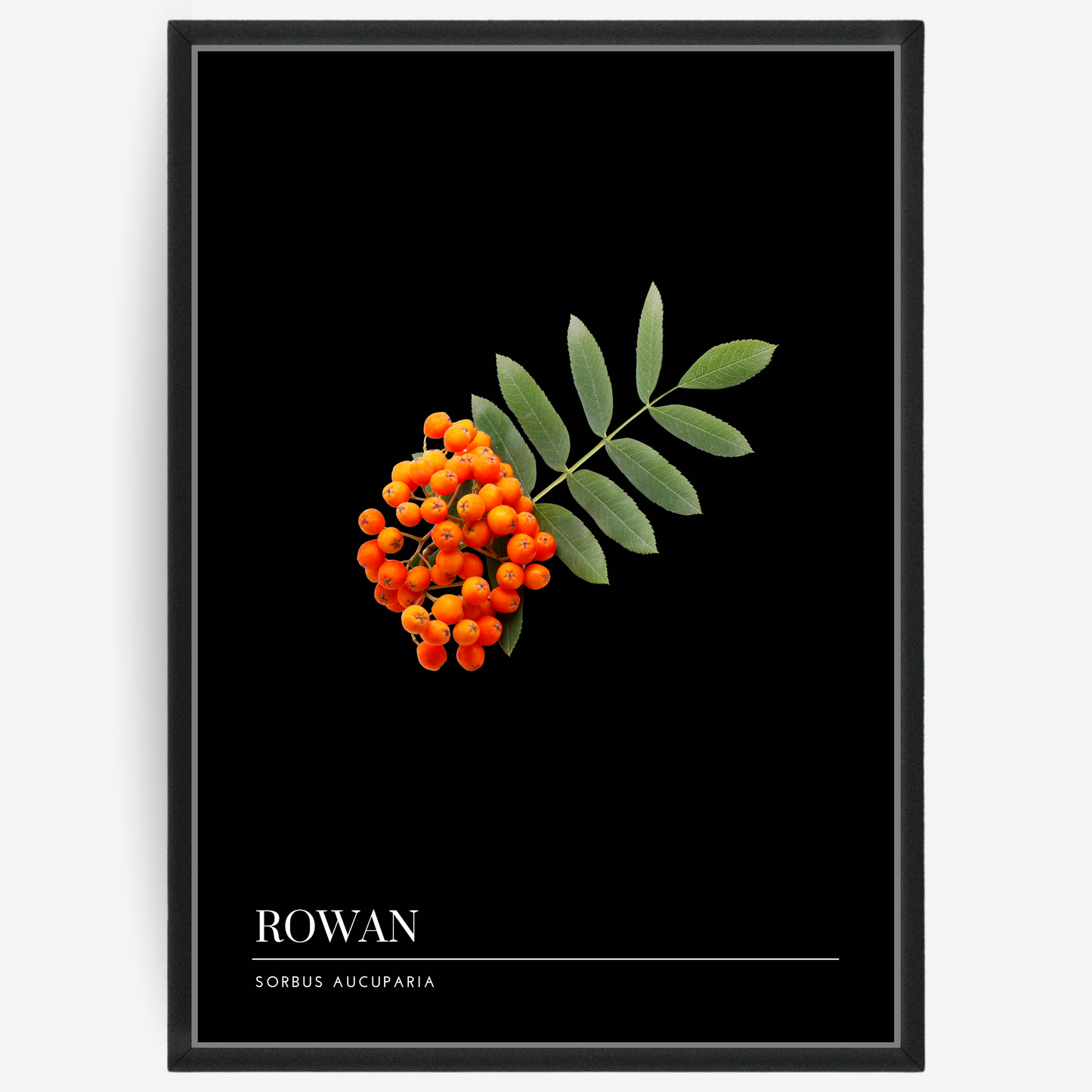 Botanical poster featuring rowan berries and leaves on a black background with a grey passepartout and text elements showing the English and Latin plant name.