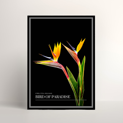 Bird of Paradise