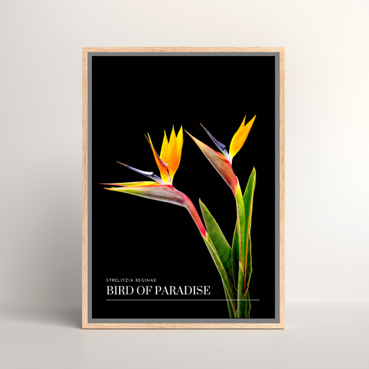 Bird of Paradise