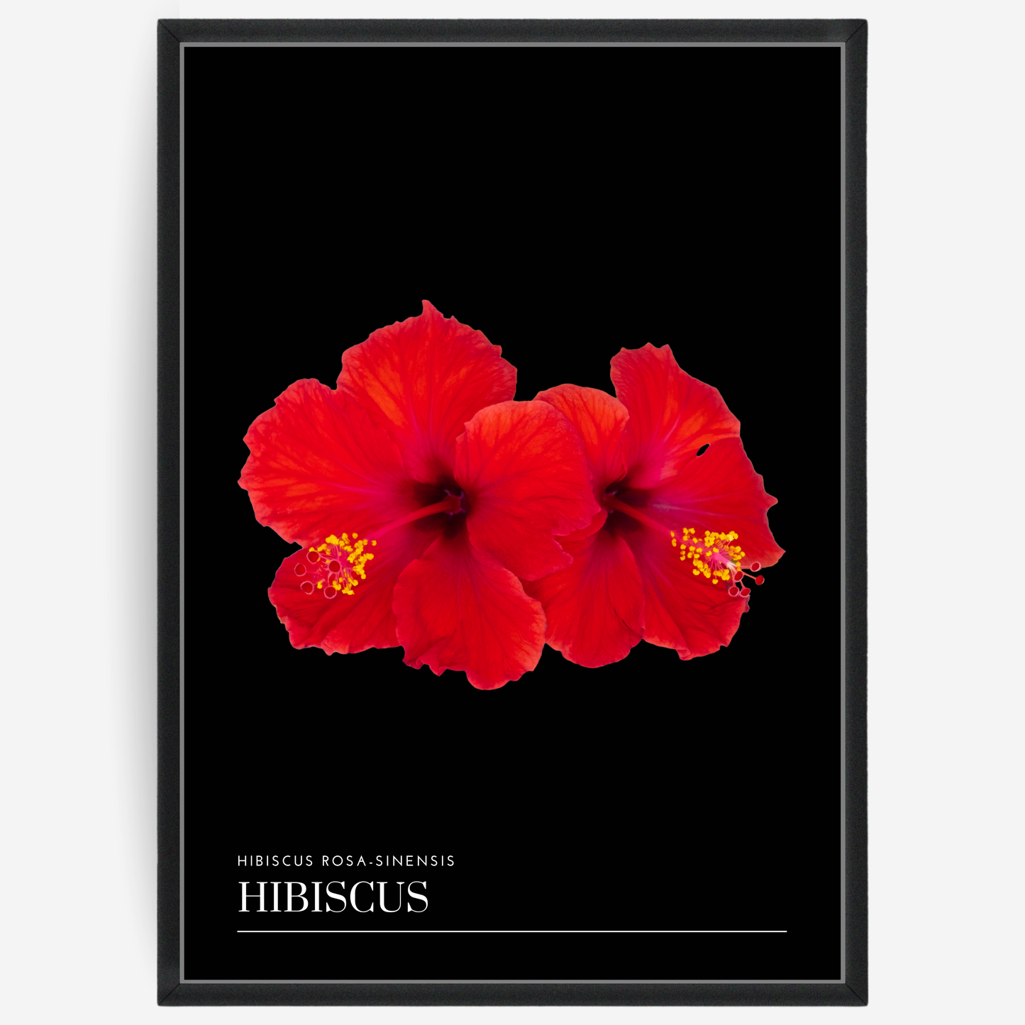 Hibiscus