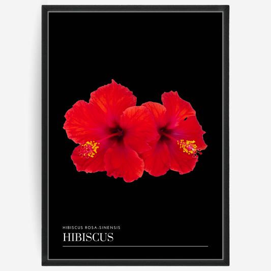 Hibiscus