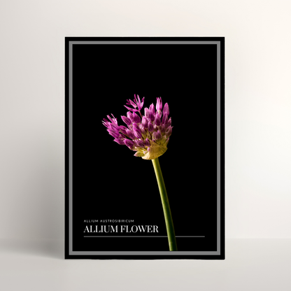Allium Flower
