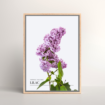 Lilac