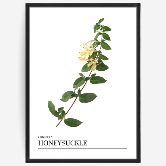 Honeysuckle