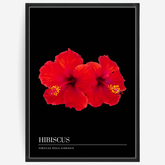 Hibiscus