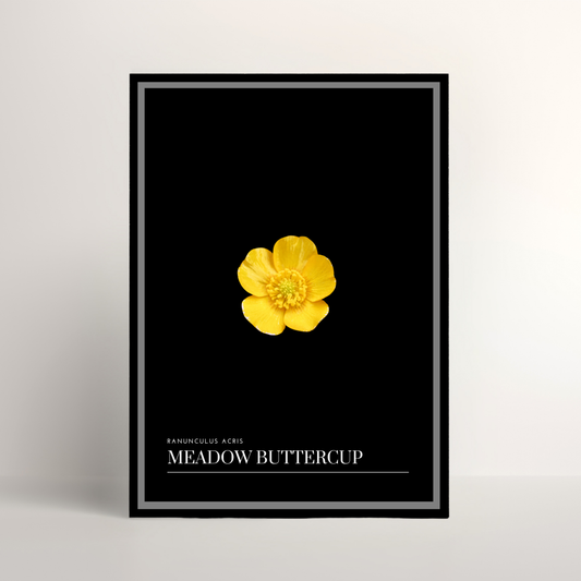 Meadow Buttercup