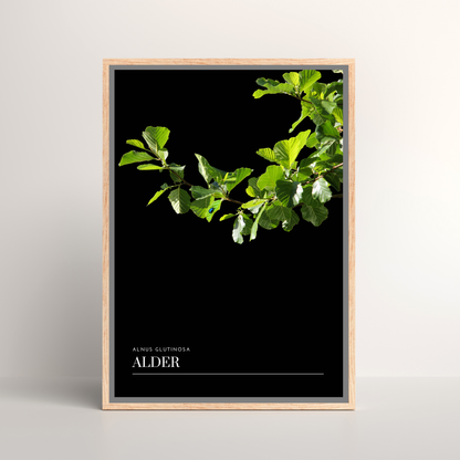 Alder