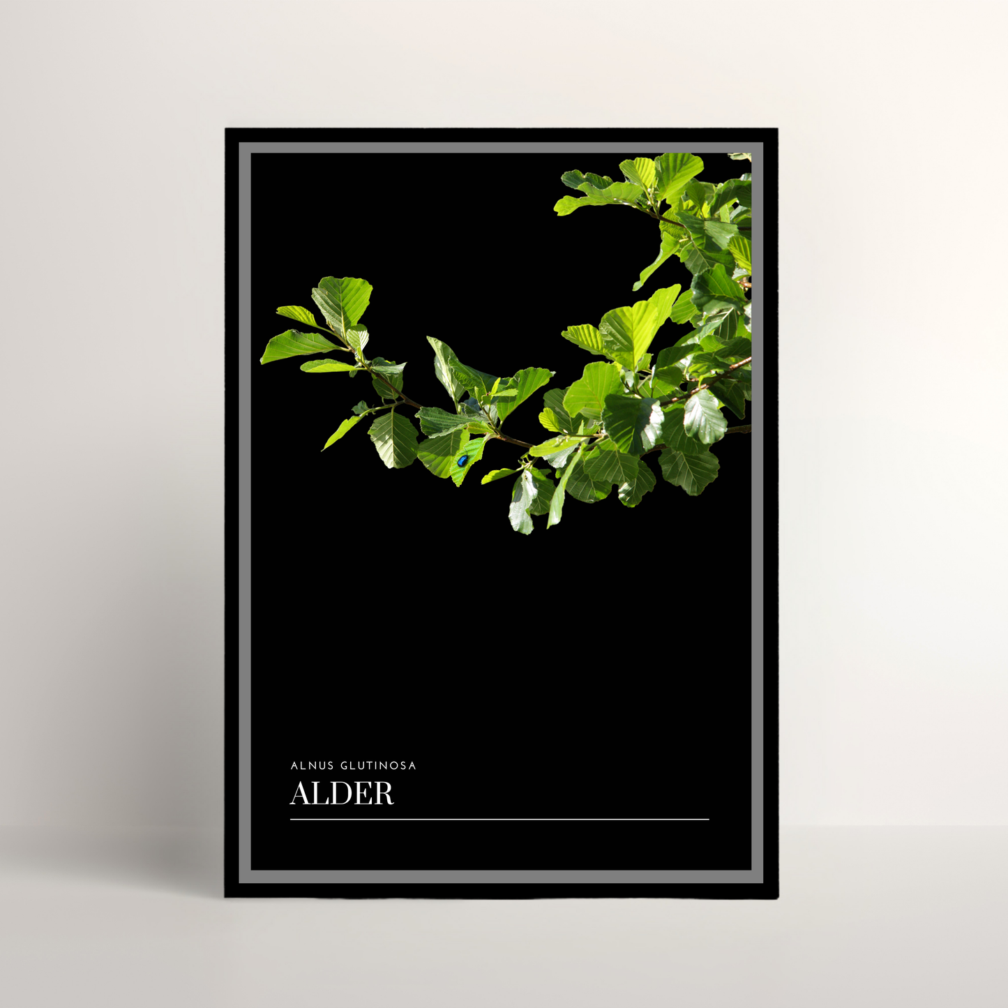 Alder