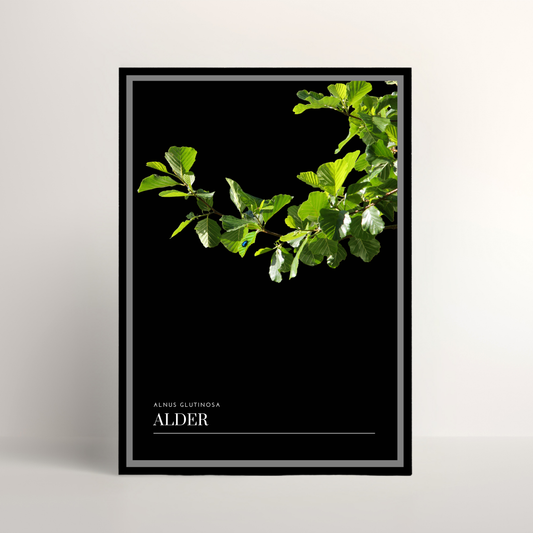 Alder