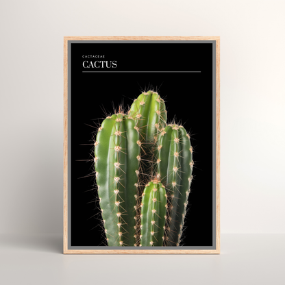 Cactus