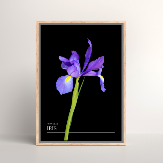 Iris