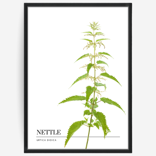 Nettle