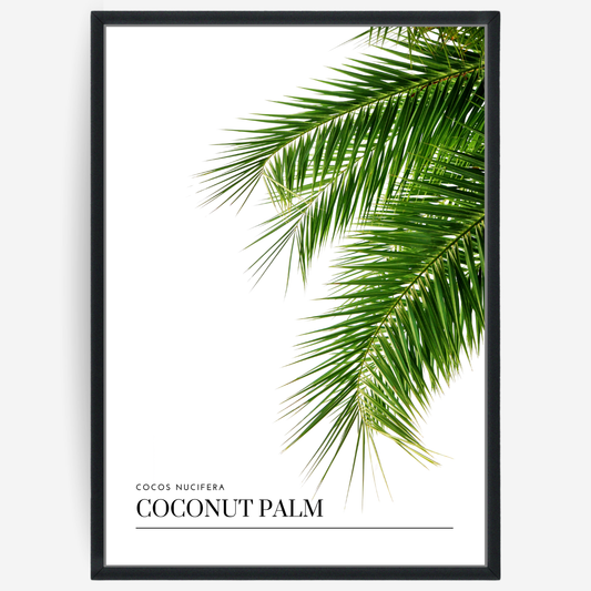 Coconut Palm
