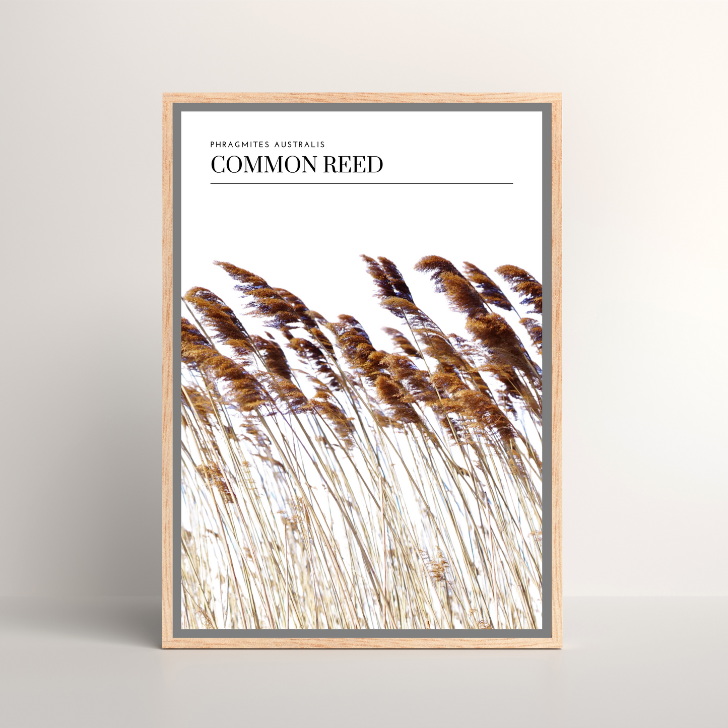 Common Reed