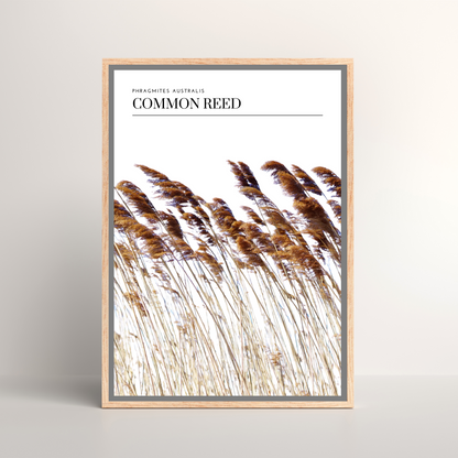 Common Reed