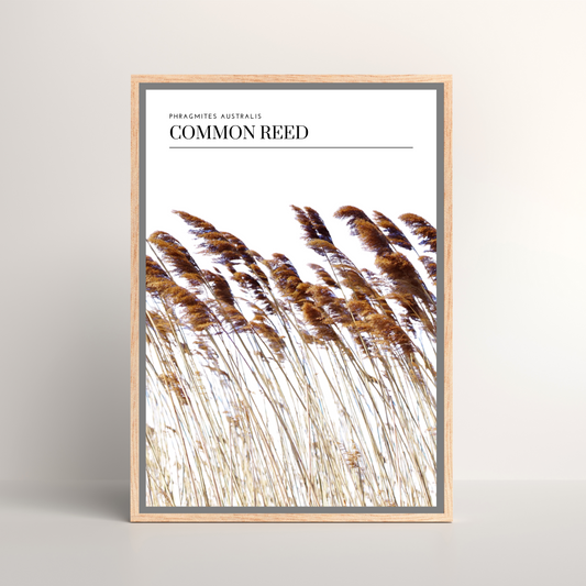Common Reed