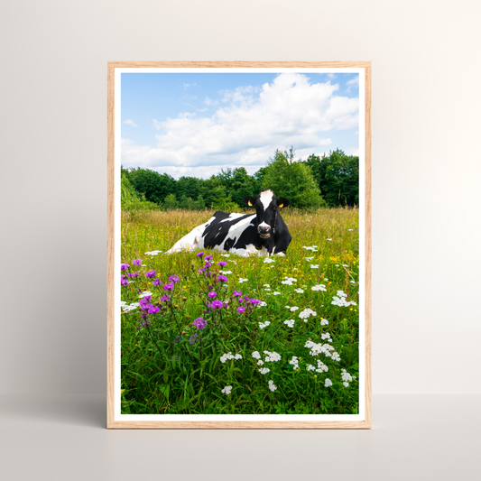 Field Cow