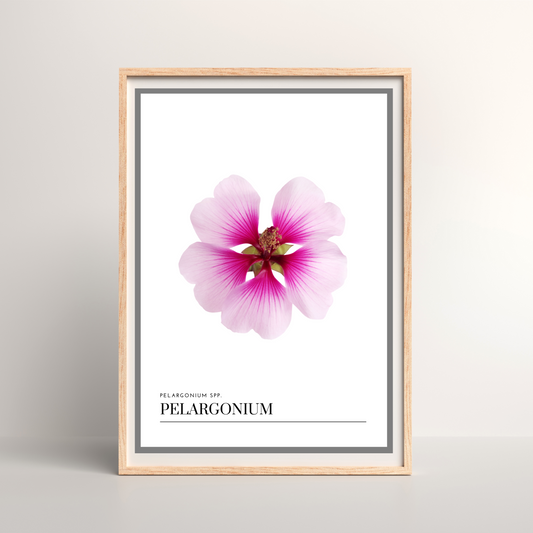 Pelargonium