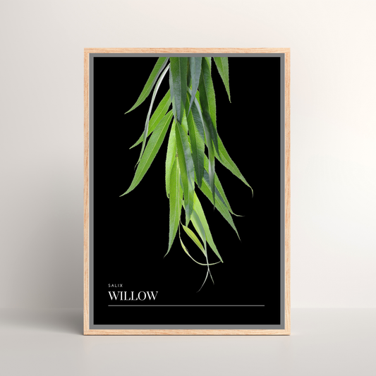 Willow