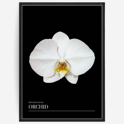 Orchid