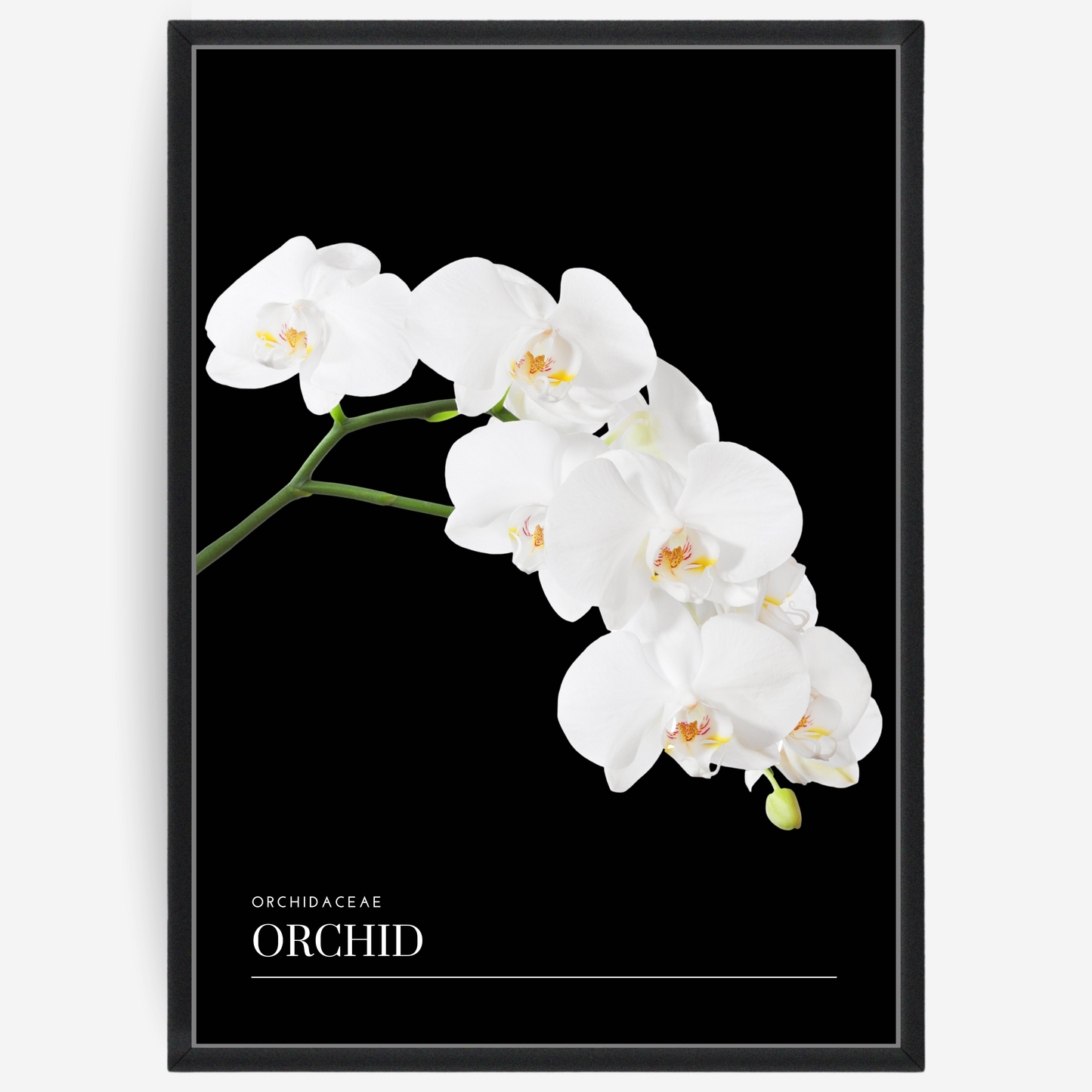 Orchid