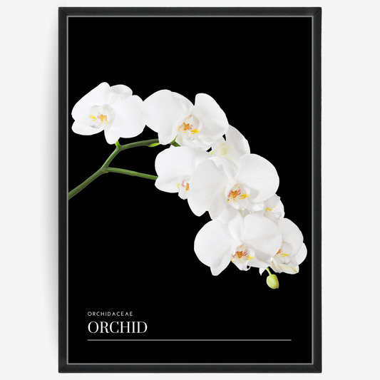 Orchid