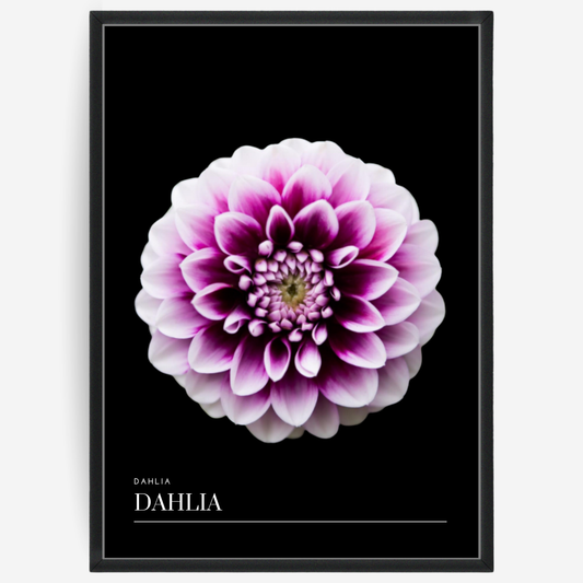 Dahlia