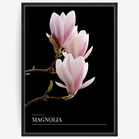 Magnolia