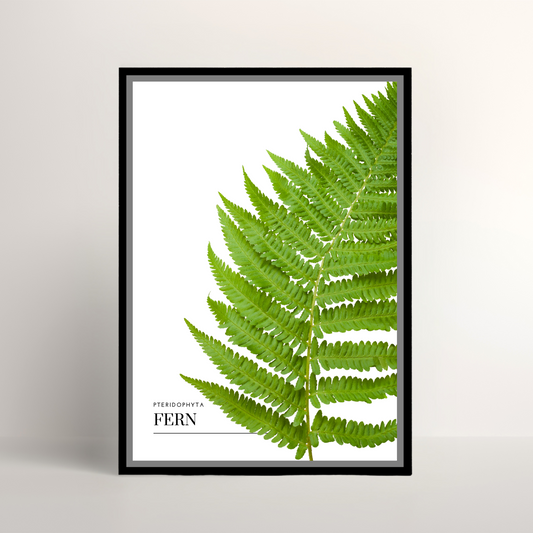 Fern