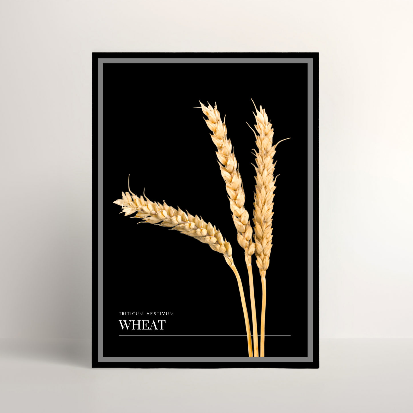 Wheat