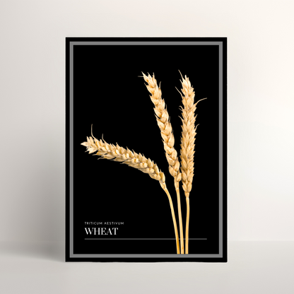 Wheat