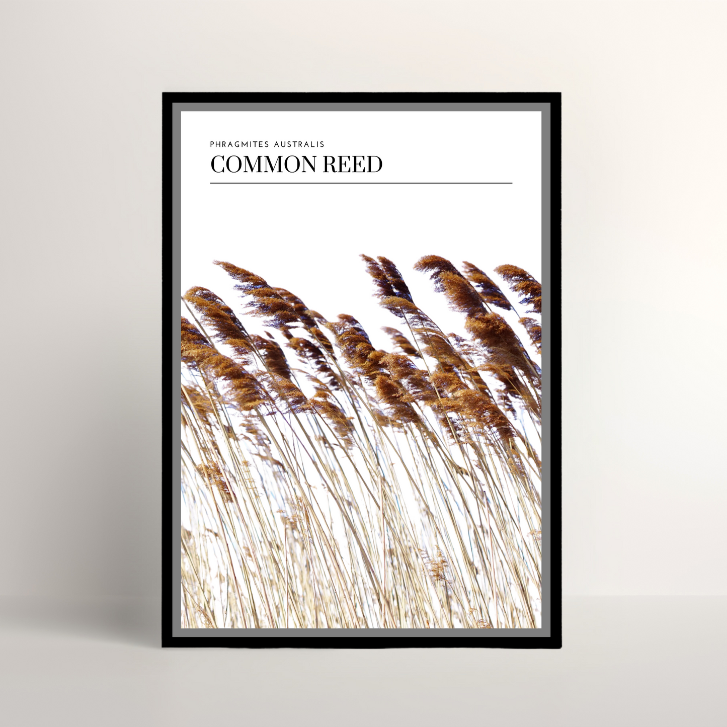 Common Reed